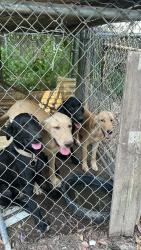 Found/Stray Male Dog last seen Over in Salem Dairy Bar area, Benton, AR 72019