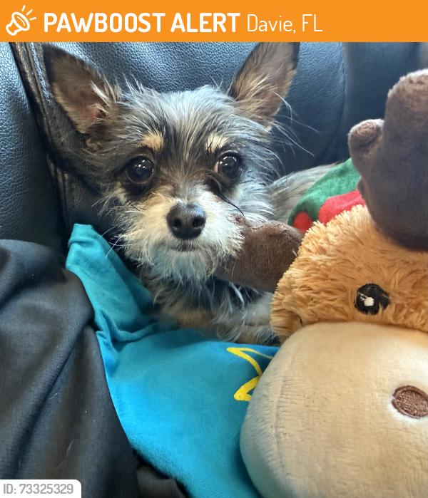 Found/Stray Male Dog last seen Found at Vista View Park, Davie, FL 33330