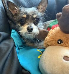 Found/Stray Male Dog last seen Found at Vista View Park, Davie, FL 33330