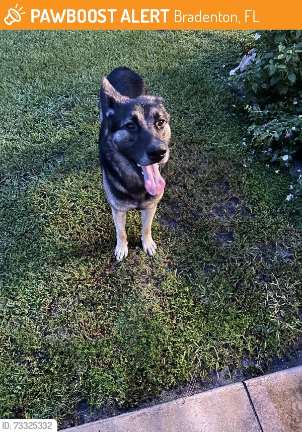 Found/Stray Male Dog last seen Alpine lane and 65th, Bradenton, FL 34208