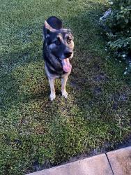 Found/Stray Male Dog last seen Alpine lane and 65th, Bradenton, FL 34208