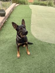 Reunited Female Dog last seen piney lake road and inspiration dr, Douglas County, CO 80138