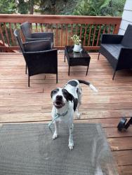 Reunited Female Dog last seen Walmart space center, Colorado Springs, CO 80915