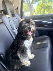 Found/Stray Female Dog last seen Atlantic and 57th Street Maywood CA, Maywood, CA 90270