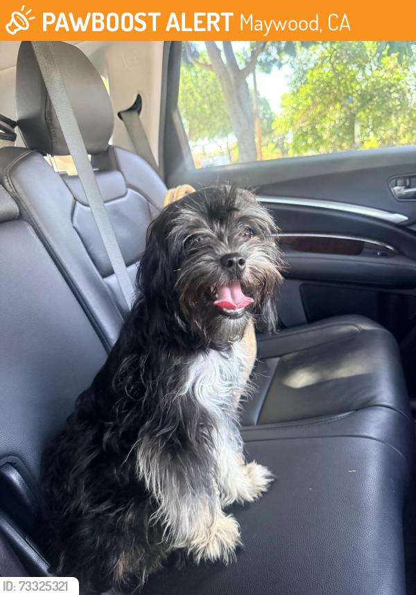 Found/Stray Female Dog last seen Atlantic and 57th Street Maywood CA, Maywood, CA 90270