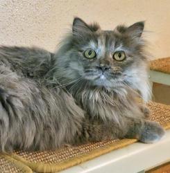 Lost Female Cat last seen Woods by canyon resort hills, Austin, TX 78759