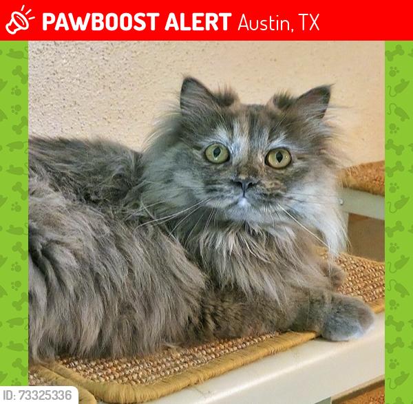 Lost Female Cat last seen Woods by canyon resort hills, Austin, TX 78759
