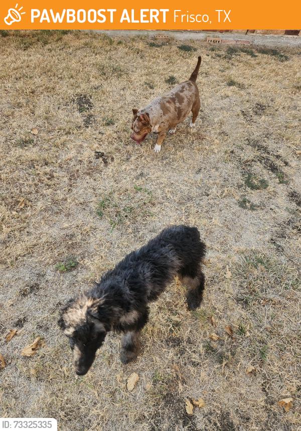 Found/Stray Unknown Dog last seen Castle Drive & Tournament Road, Frisco, TX 75035