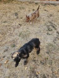 Found/Stray Unknown Dog last seen Castle Drive & Tournament Road, Frisco, TX 75035