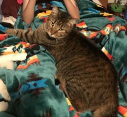 Lost Female Cat last seen Cypress Hill Drive, Harris County, TX 77388