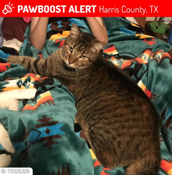 Lost Female Cat last seen Cypress Hill Drive, Harris County, TX 77388