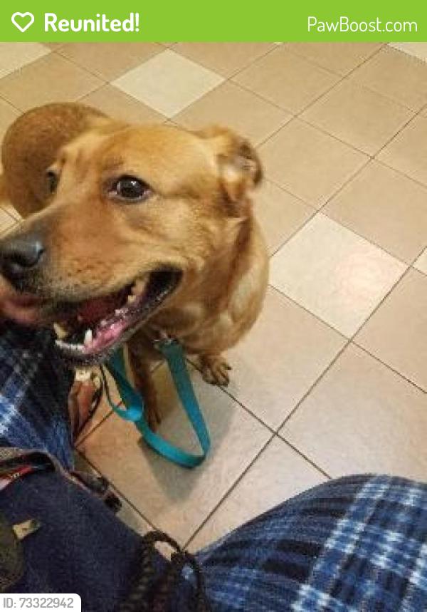 Reunited Female Dog last seen Home backyard- rosewood mill ct, Loganville, GA 30052
