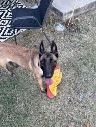 Reunited Female Dog last seen Rusk circle & Austin ave, Fort Hood, TX 76544