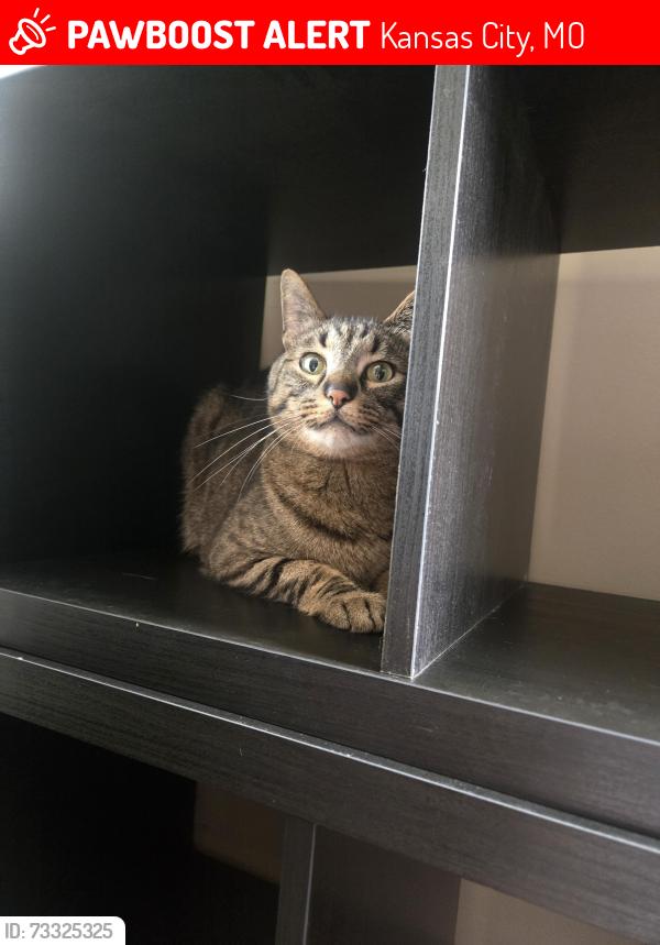 Lost Male Cat last seen 99th and Queens Place, Kansas City, MO 64131