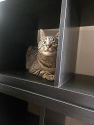 Lost Male Cat last seen 99th and Queens Place, Kansas City, MO 64131