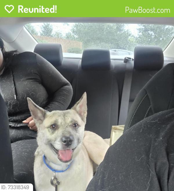 Reunited Male Dog last seen Kingery and 75th, Willowbrook, IL 60527