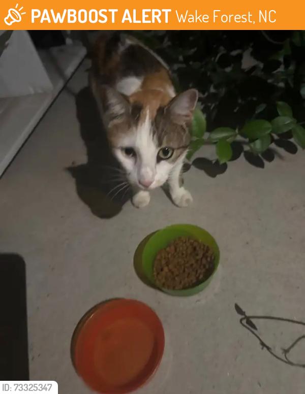Found/Stray Female Cat last seen Dell Webb Traditions, Wake Forest, NC 27587