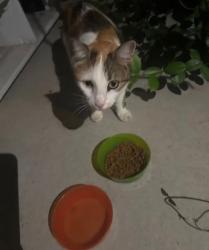 Found/Stray Female Cat last seen Dell Webb Traditions, Wake Forest, NC 27587