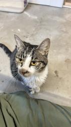 Found/Stray Male Cat last seen Shelton Herb Farm, Leland, NC 28451