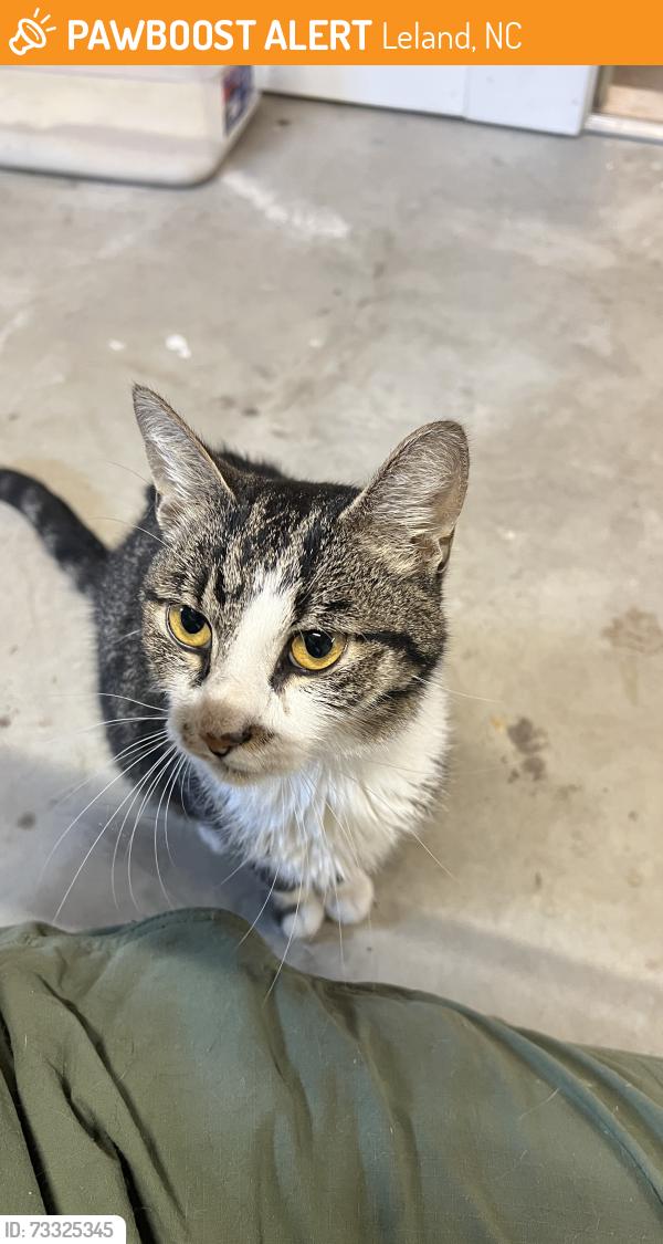 Found/Stray Male Cat last seen Shelton Herb Farm, Leland, NC 28451