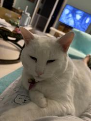 Reunited Female Cat last seen Near whitton 85251, Scottsdale, AZ 85251