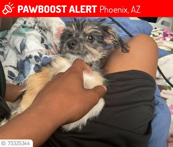 Lost Male Dog last seen 43rd ave & glendale, Phoenix, AZ 85019