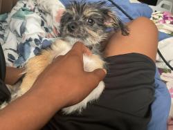 Lost Male Dog last seen 43rd ave & glendale, Phoenix, AZ 85019