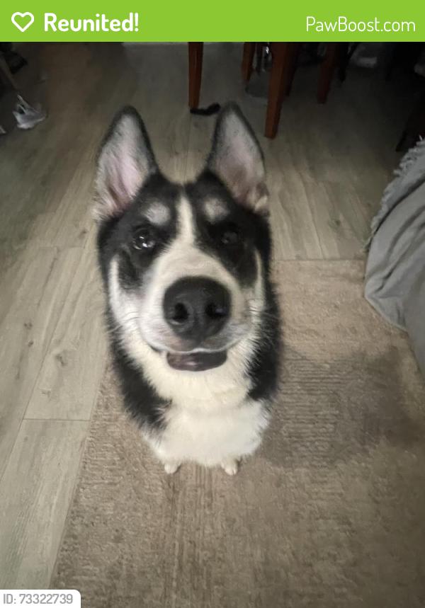 Reunited Female Dog last seen Overlook Sandy springs, Atlanta, GA 30350