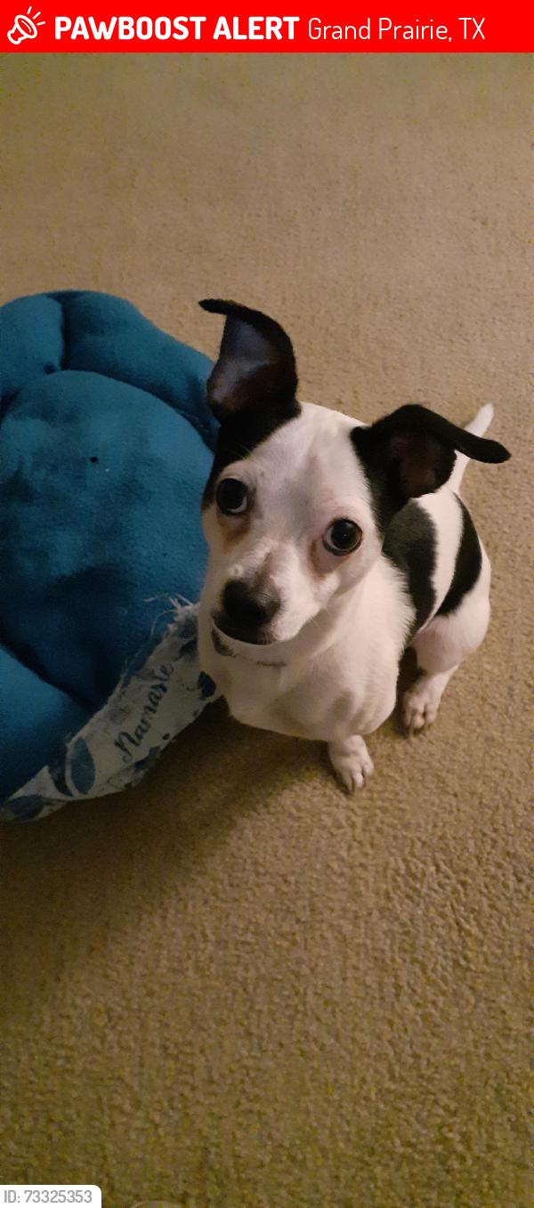 Lost Male Dog last seen Royal Valley rd, Grand Prairie, TX 75052