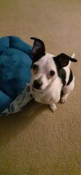 Lost Male Dog last seen Royal Valley rd, Grand Prairie, TX 75052