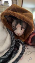Reunited Female Cat last seen Kirchoff rd, Rolling Meadows, IL 60008