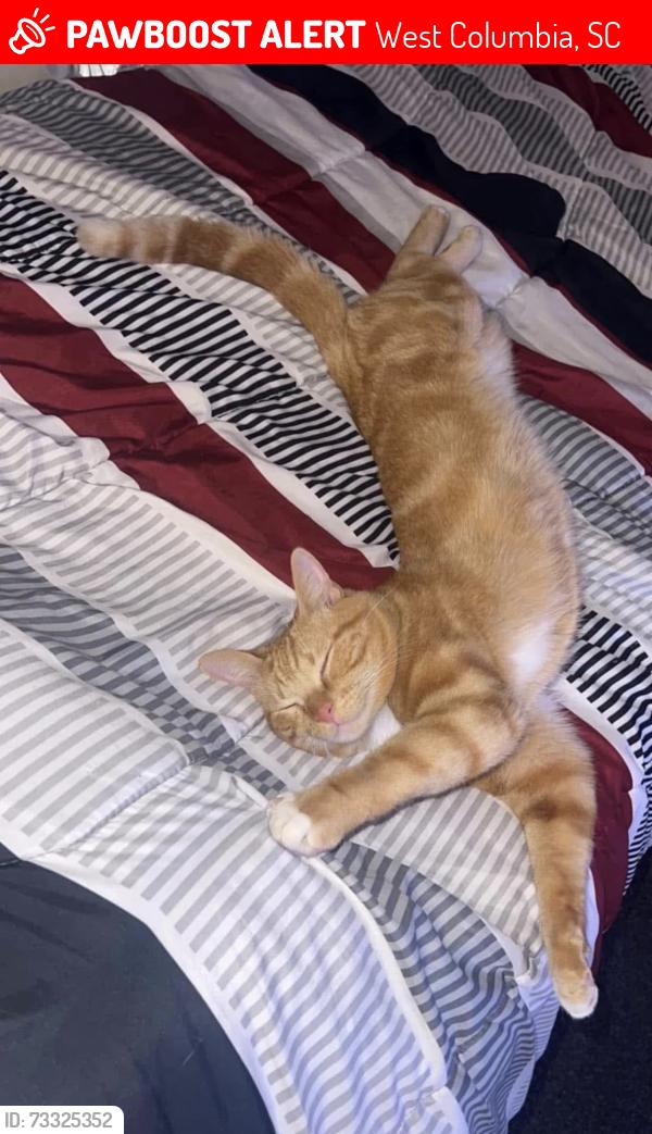 Lost Male Cat last seen Brookland apmts, Riverwalk, River District Churchh, West Columbia, SC 29169