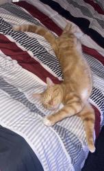 Lost Male Cat last seen Brookland apmts, Riverwalk, River District Churchh, West Columbia, SC 29169
