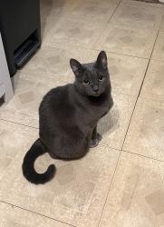 Reunited Female Cat last seen Good Samaritan hosp, Baltimore, MD 21239