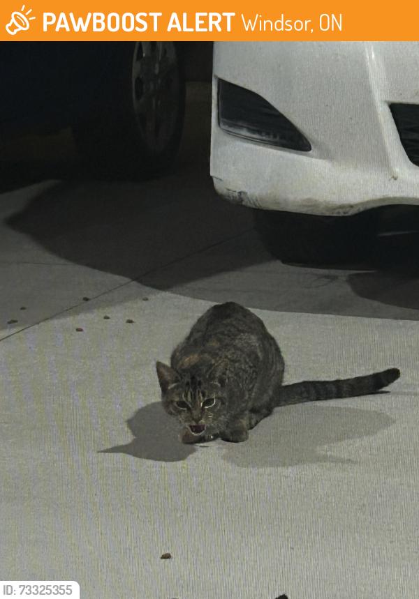 Found/Stray Unknown Cat last seen Little river, Windsor, ON 48215