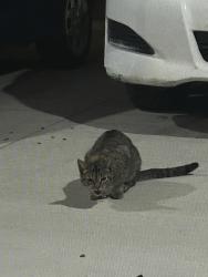 Found/Stray Unknown Cat last seen Little river, Windsor, ON 48215