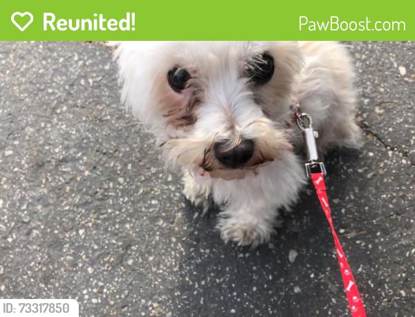 Reunited Female Dog last seen Kilson Dr McFadden, Santa Ana, CA 92701