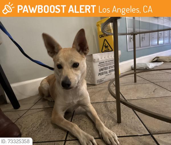 Found/Stray Female Dog last seen Highland and Hollywood, Los Angeles, CA 90028