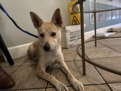 Found/Stray Female Dog last seen Highland and Hollywood, Los Angeles, CA 90028