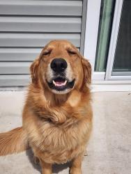Reunited Male Dog last seen Partridge Village neighborhood, Lillington, NC 27501