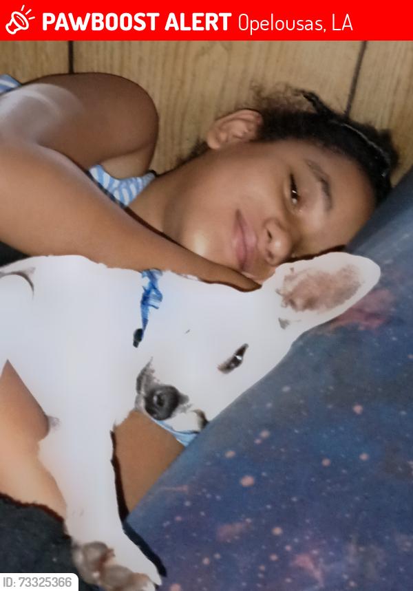 Lost Female Dog last seen South Park opelousas la, Opelousas, LA 70570