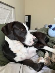 Reunited Female Dog last seen near building 11 at Overlook at Stone Oak Park apmts, San Antonio, TX 78258