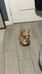 Reunited Female Dog last seen Near N 39th Ave Phoenix, AZ 85019 United States, Phoenix, AZ 85019