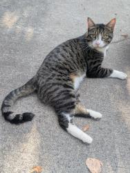 Found/Stray Male Cat last seen Edlin Pl, Minneapolis, MN 55416