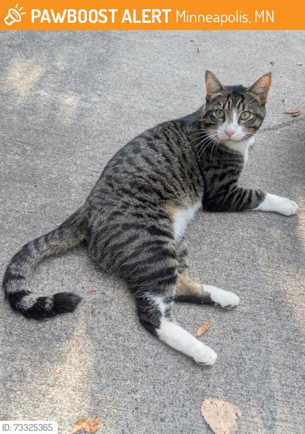Found/Stray Male Cat last seen Edlin Pl, Minneapolis, MN 55416