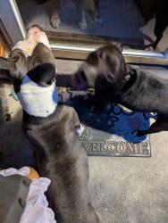 Reunited Unknown Dog last seen Mistyhill dr., Springfield Township, OH 45240