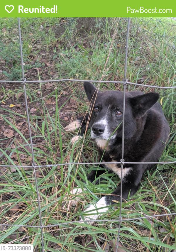 Reunited Male Dog last seen Westmoore, Seagrove, NC 27341