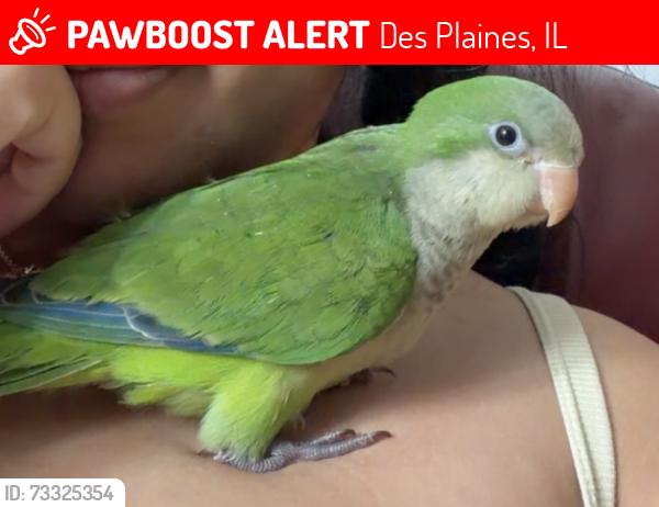 Lost Unknown Bird last seen S Sixth Ave, Des Plaines, IL 60016