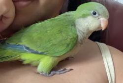 Lost Unknown Bird last seen S Sixth Ave, Des Plaines, IL 60016