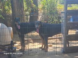 Found/Stray Female Dog last seen Onyx Dr S and Billy Faye, North Richland Hills, TX 76180